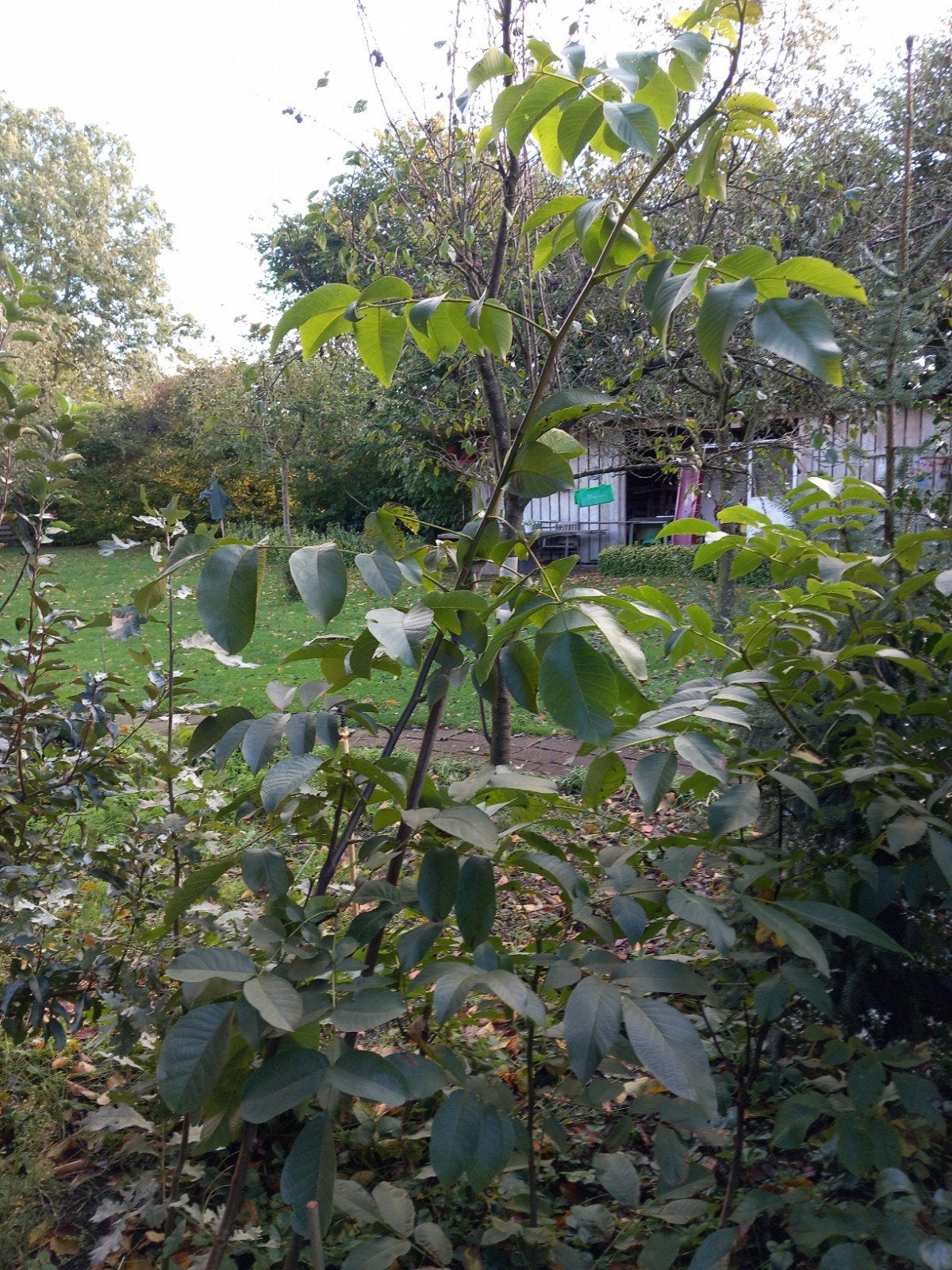 Walnotenbomen, nu verplanten. vanaf 10 euro., Ophalen of Verzenden, Volle zon, Overige soorten