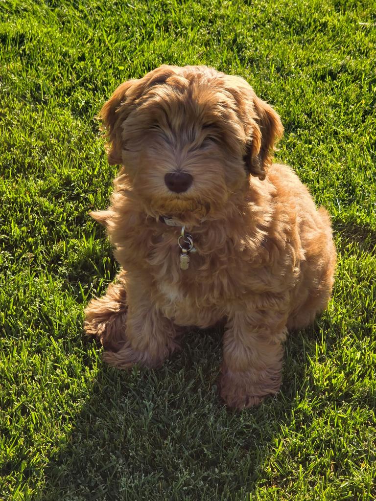 Labradoodle pup kleine medium reu, Dieren en Toebehoren, Honden | Niet-rashonden, Reu, Particulier, Eén hond, Nederland, 8 tot 15 weken