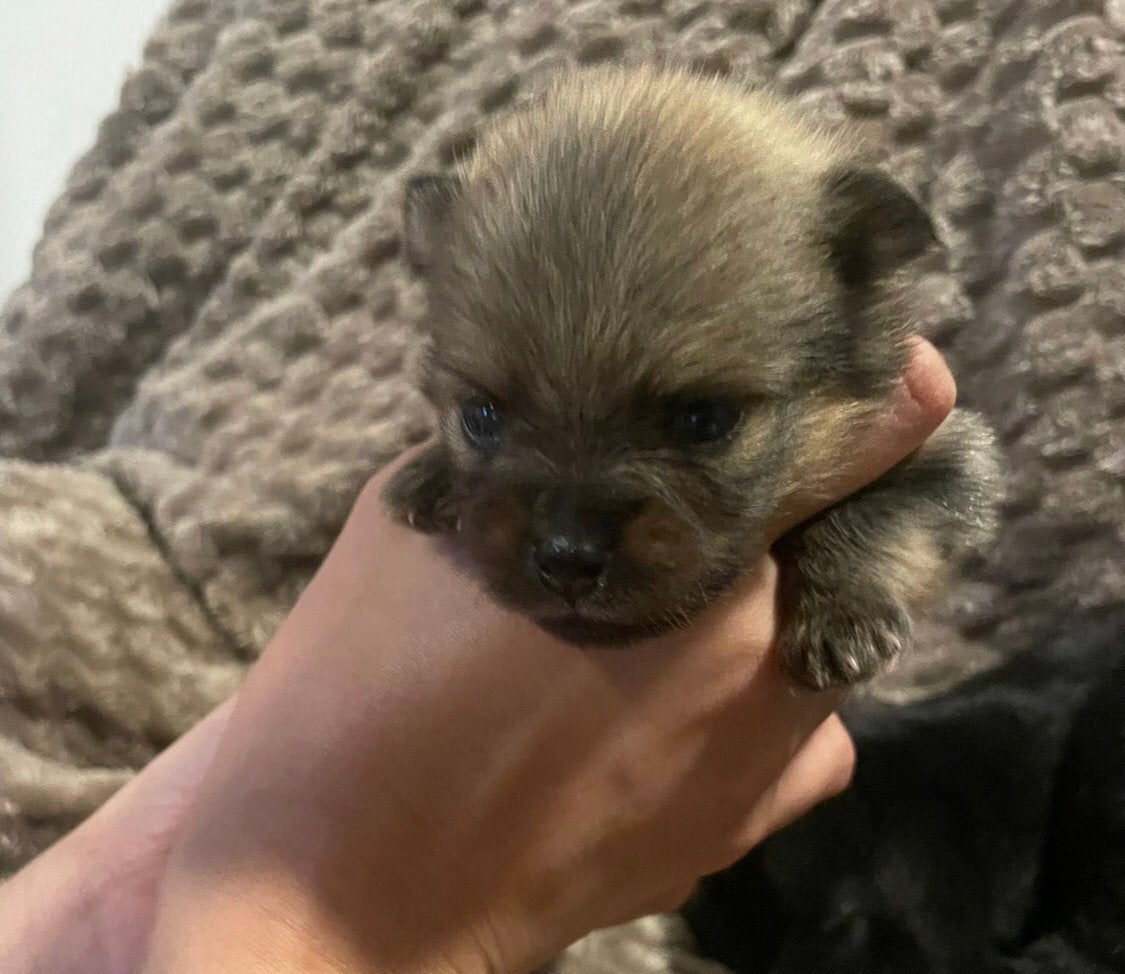 Pomeriaan Dwergkees Puppy’s, Dieren en Toebehoren, Honden | Poolhonden, Keeshonden en Oertypen, Parvo, Overige rassen, 8 tot 15 weken