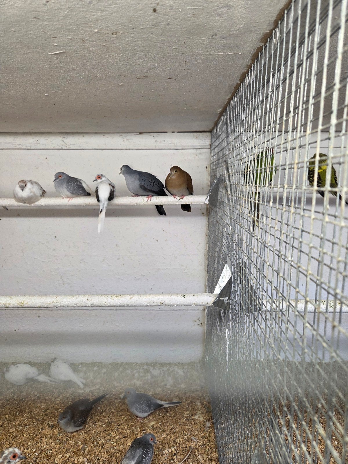 blauwe grond duiven, Dieren en Toebehoren, Vogels | Duiven, Meerdere dieren, Overige soorten