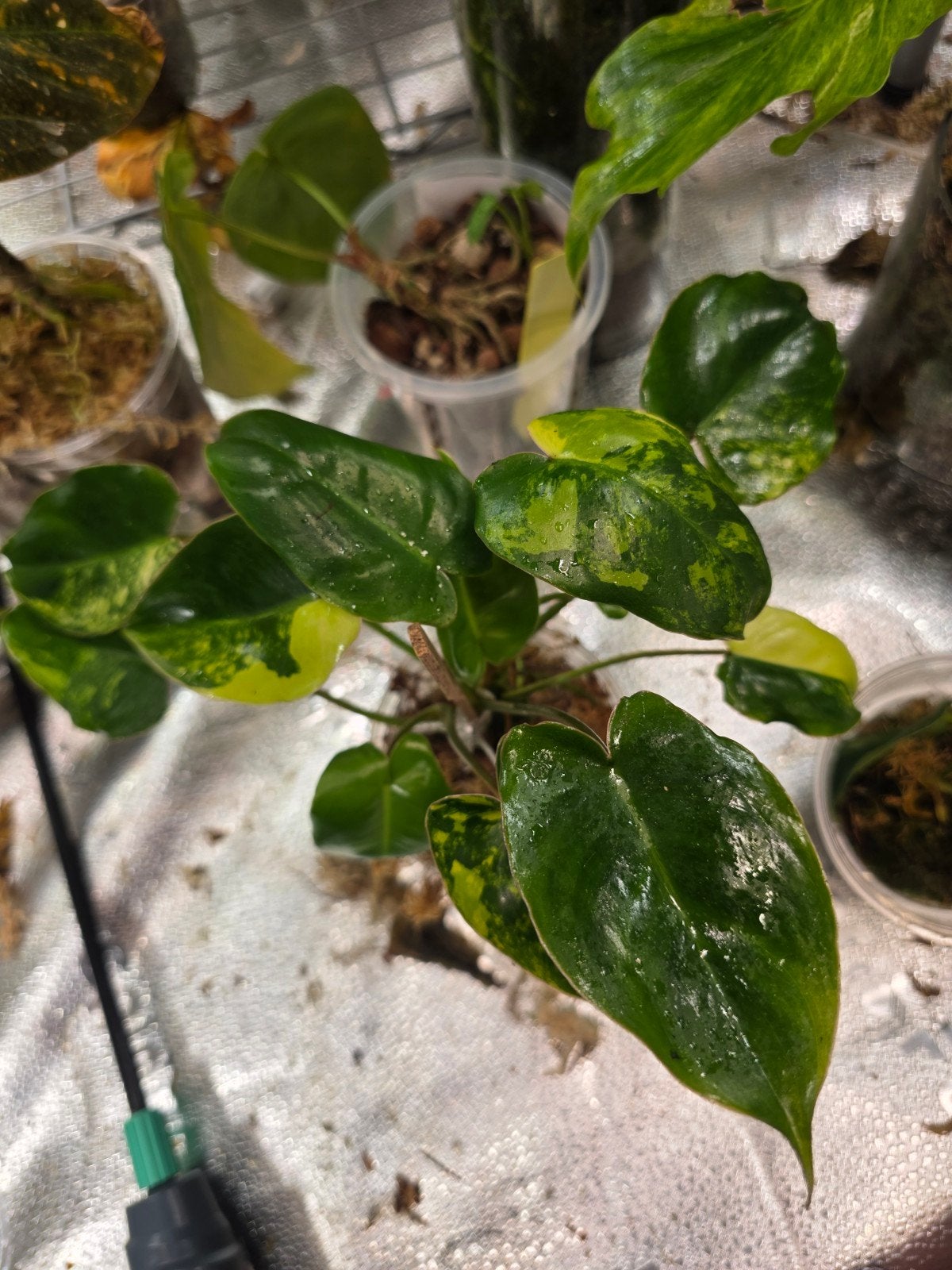 philodendron burle marx varigata, Huis en Inrichting, Ophalen of Verzenden, Halfschaduw, Minder dan 100 cm