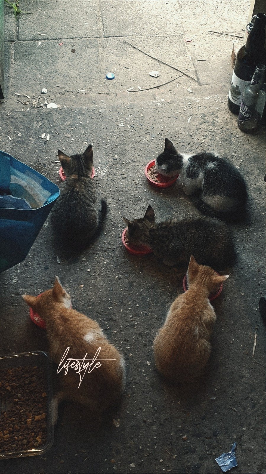 Kleine kittens zoeken een liefdevol thuis, Meerdere dieren