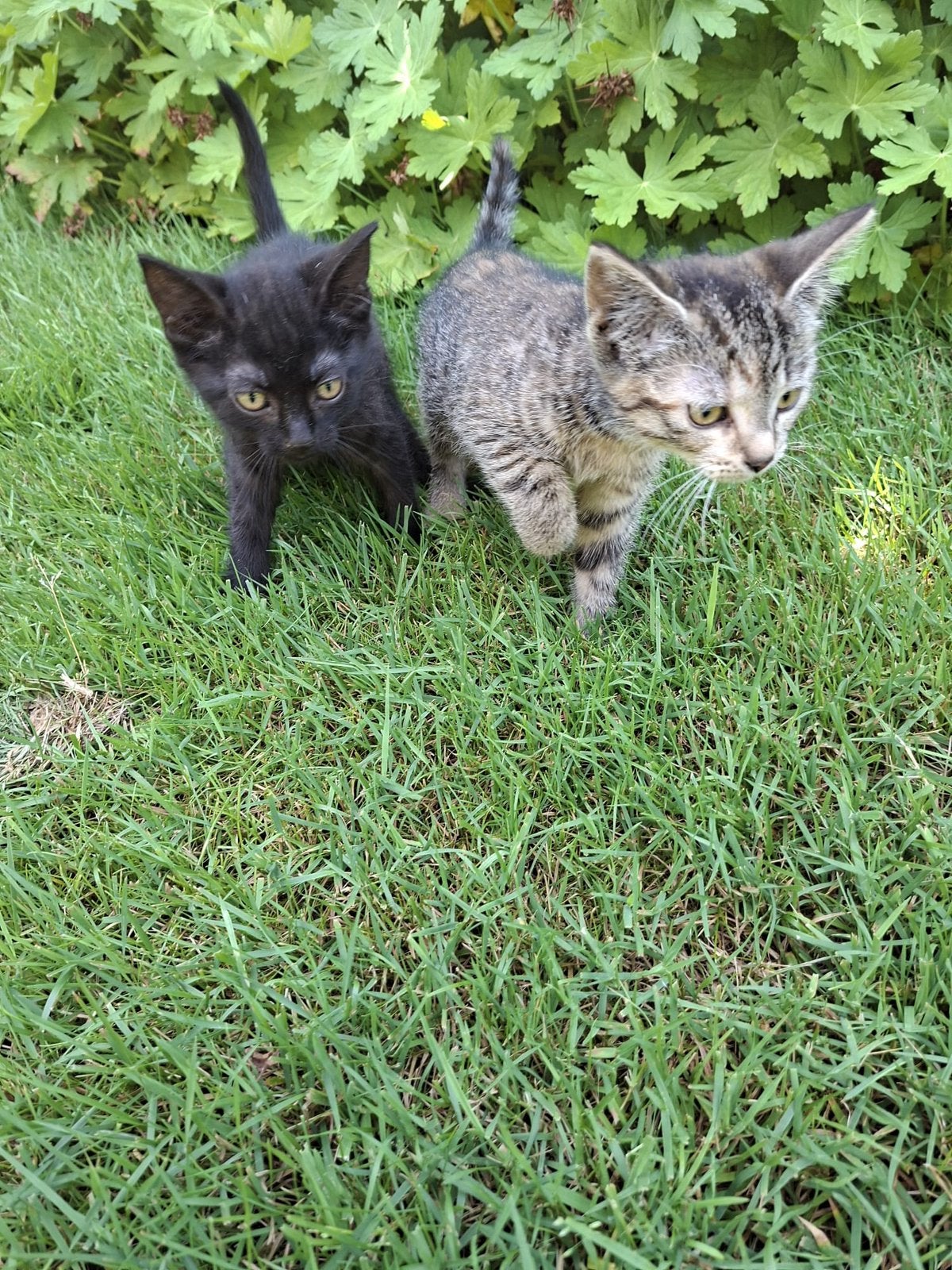 Kittens van de boerderij, Meerdere dieren