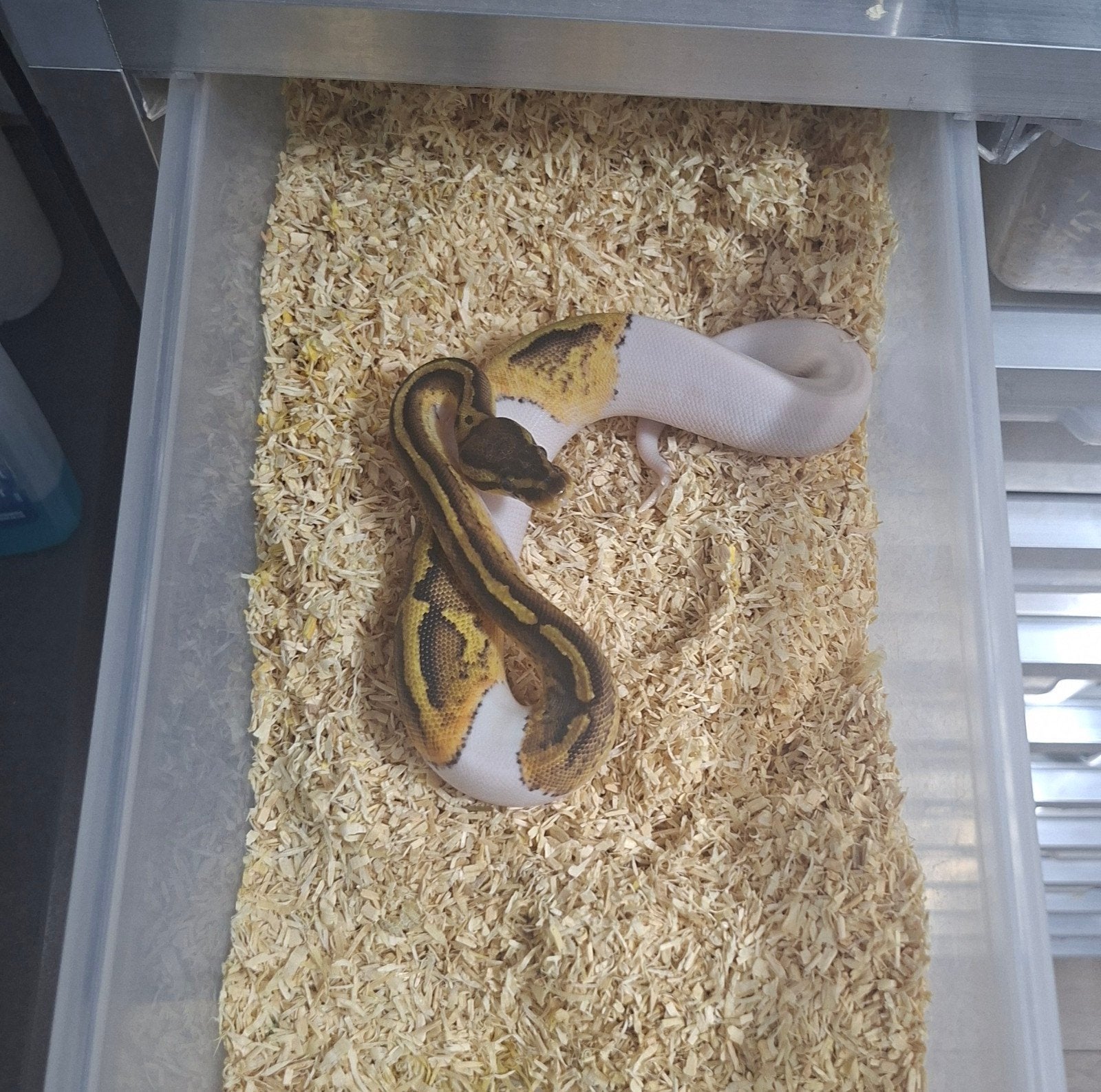 Python regius volwassen en nakweek Ball Python photo 4