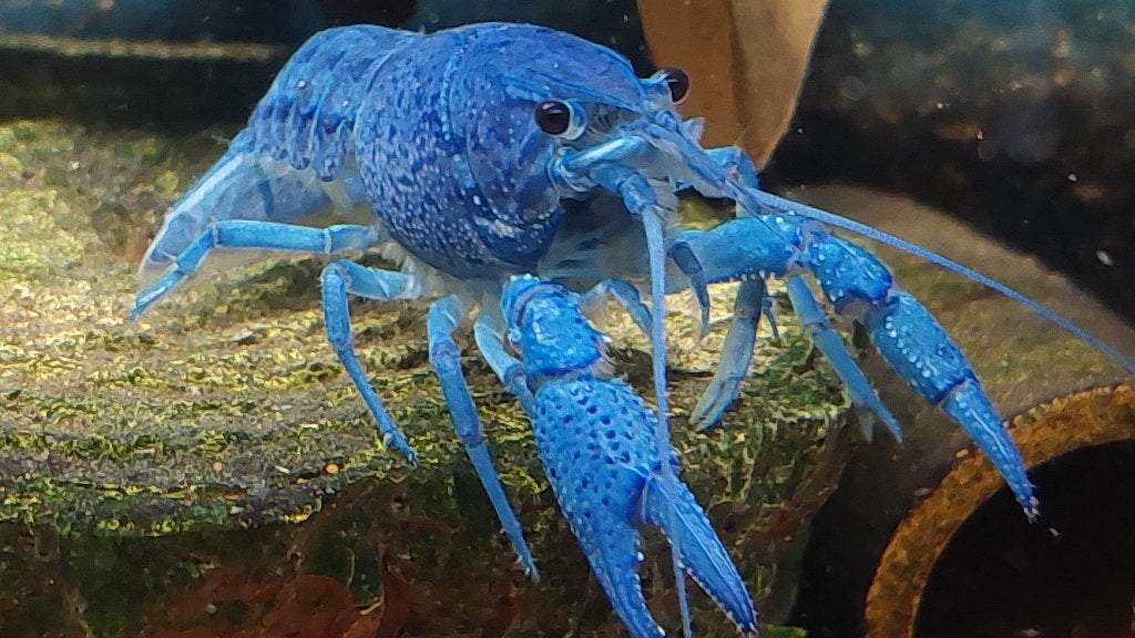 Blauwe Florida kreeft – Procambarus Alleni, Dieren en Toebehoren, Vissen | Aquariumvissen, Zoetwatervis, Kreeft, Krab of Garnaal