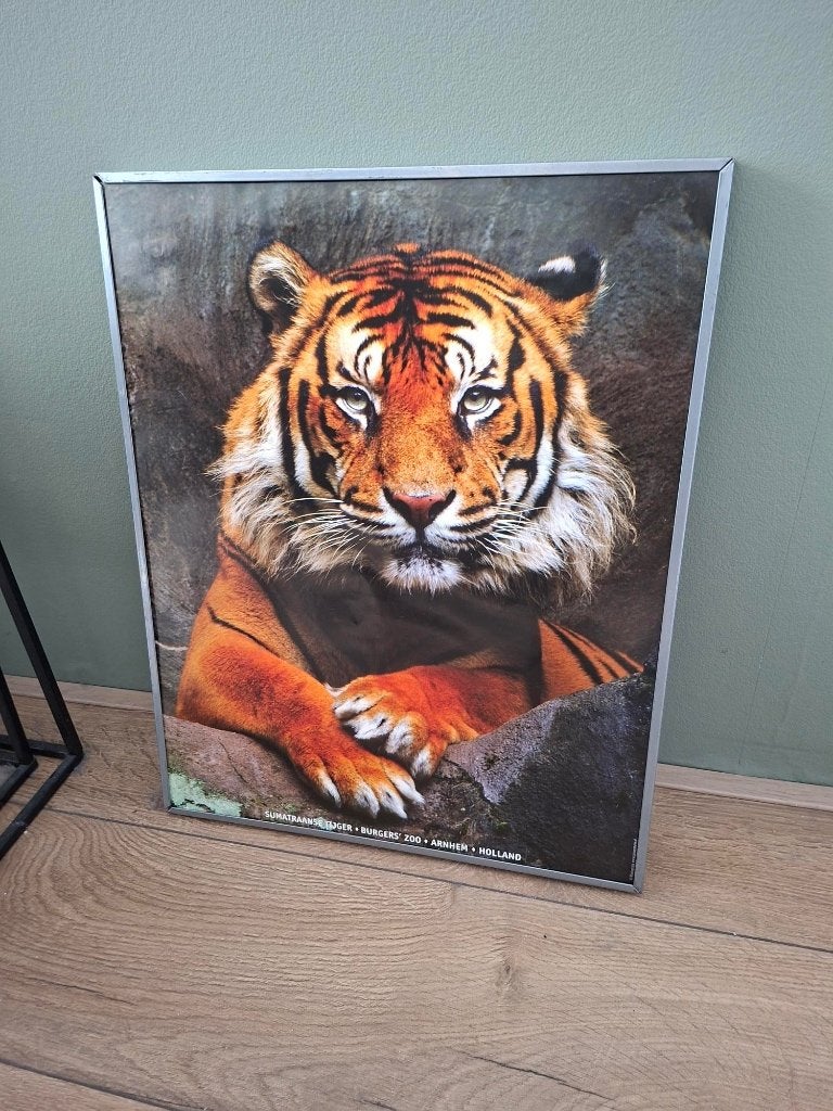 Mooie tijgerposter uit Burgers' Zoo Arnhem., Rechthoekig Staand, Met lijst, Ophalen of Verzenden, Zo goed als nieuw