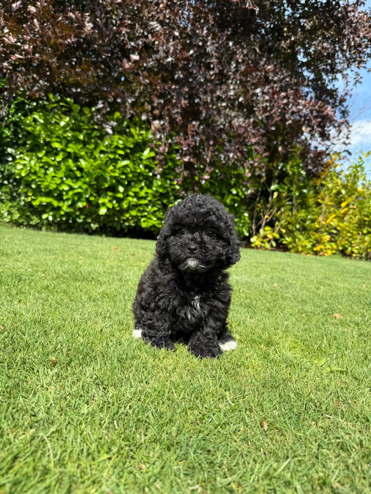 Maltipoo (Maltezer x Poedel) pup teefje, Dieren en Toebehoren, Poedel, Parvo, Nederland, 8 tot 15 weken