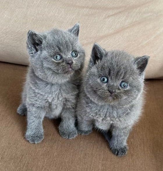 Britse Korthaar Kittens, Meerdere dieren, Ontwormd, 0 tot 2 jaar