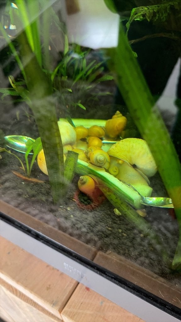 Uit eigen kweek yellow snail zoet water, Dieren en Toebehoren, Slak of Weekdier, Zoetwatervis