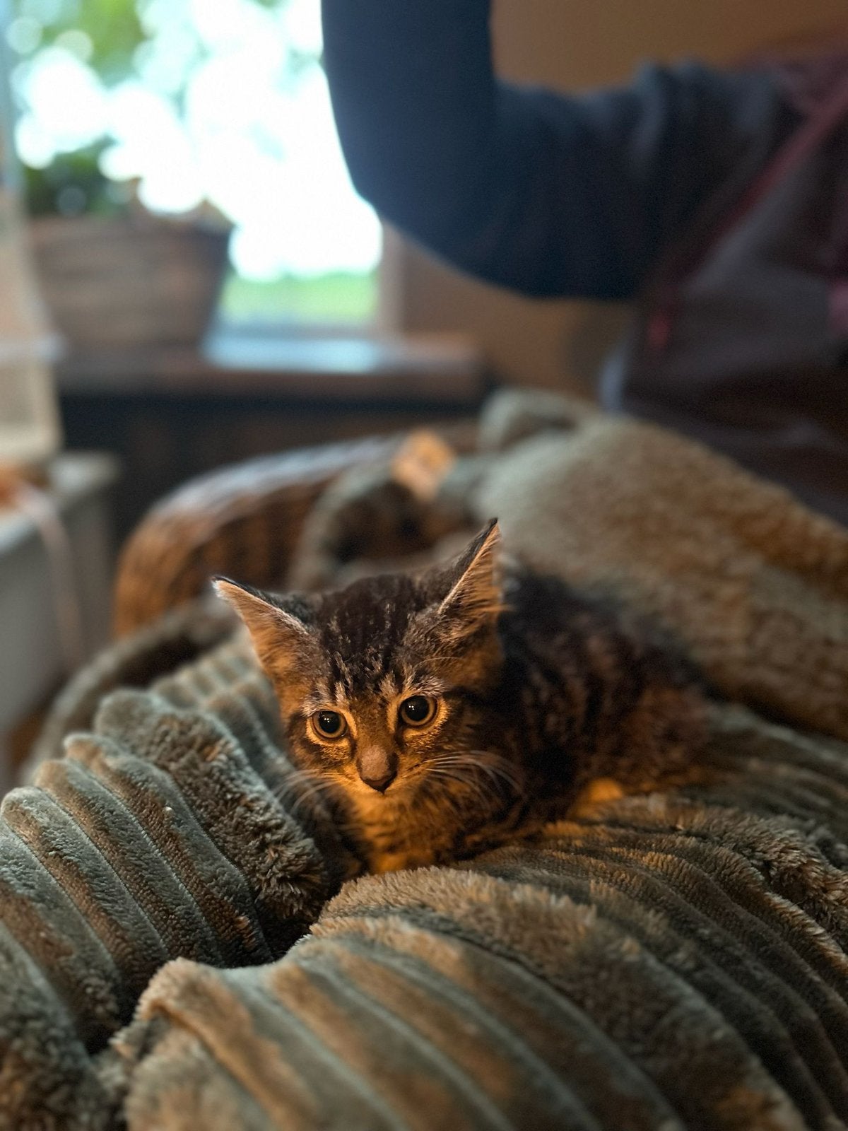 Kittens Te Koop!, Dieren en Toebehoren, Katten en Kittens | Raskatten | Langhaar, Kater, Ontwormd, 0 tot 2 jaar
