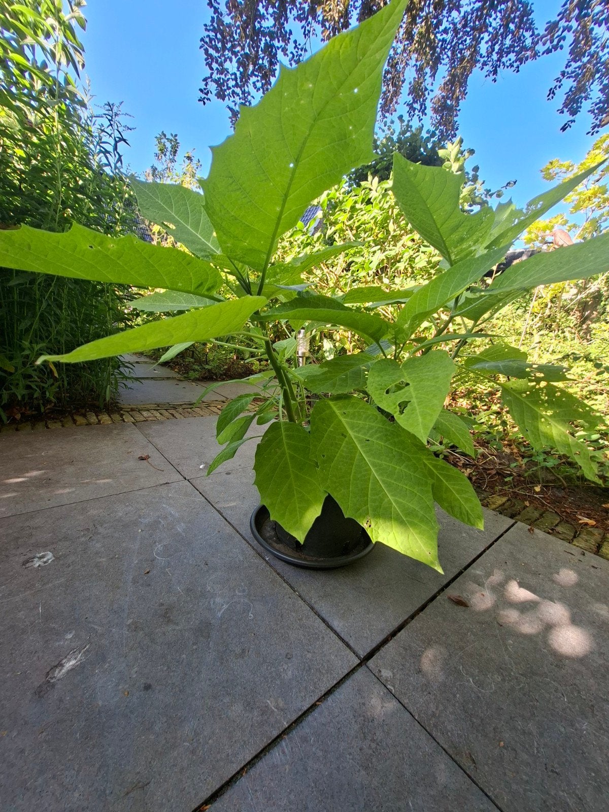 Brugmansia - Gele, geurende trompetbloemen. Gratis afhalen, Tuin en Terras, Planten | Tuinplanten, Ophalen, Overige soorten, Volle zon