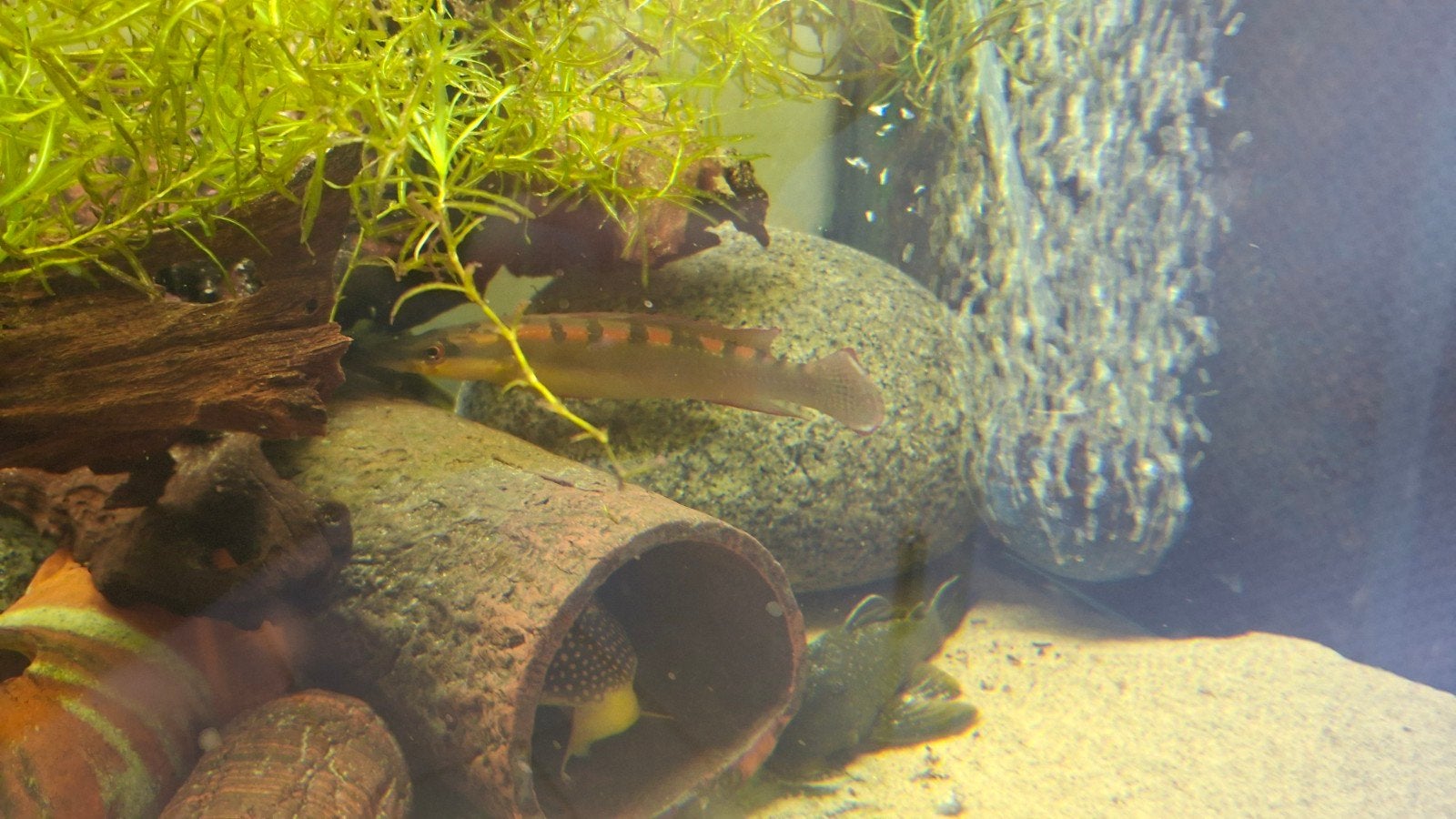 Crenicichla Acutirostria 10-20cm Lugubria, Dieren en Toebehoren