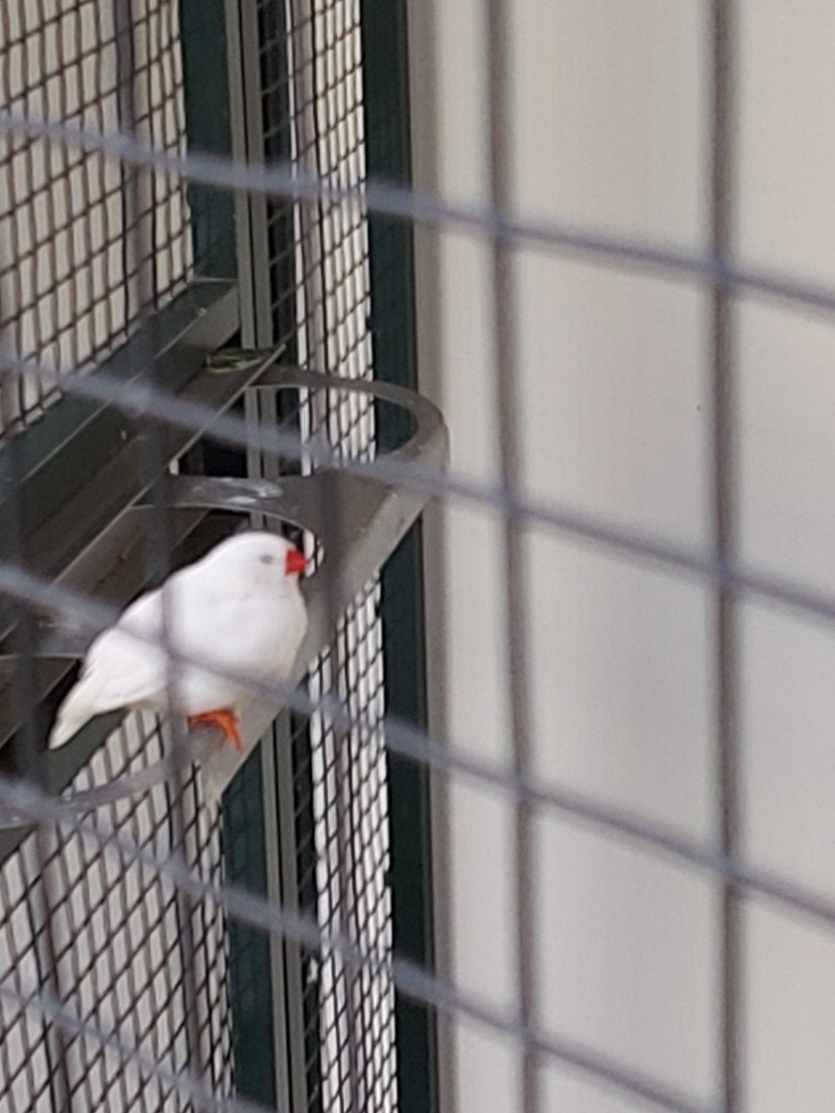 te koop 1 mooie zeebravink, Dieren en Toebehoren, Mannelijk, Kleurkanarie