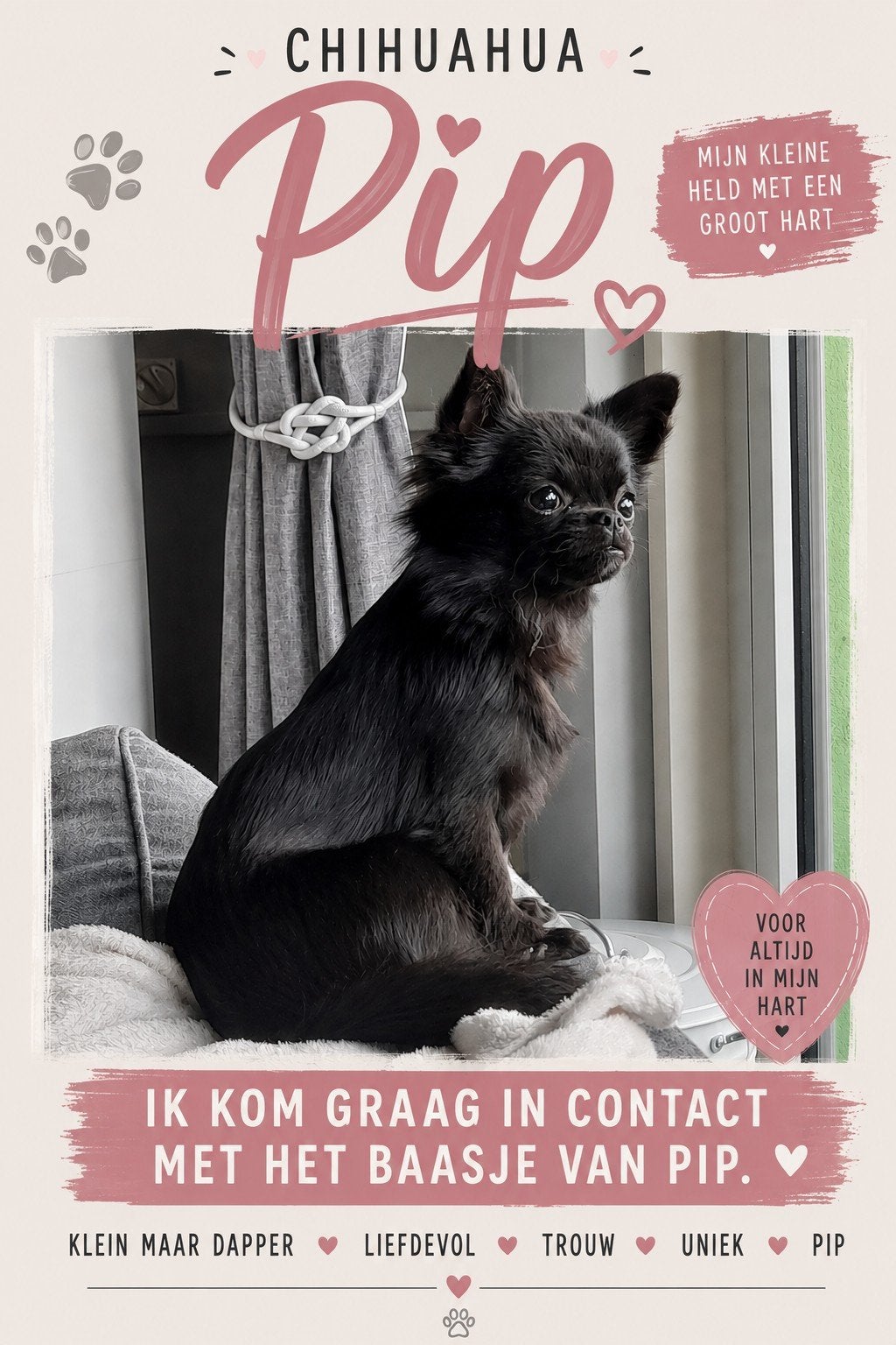 GEZOCHT: chihuahua Pip, Teef, Eén hond, Chihuahua, 3 tot 5 jaar