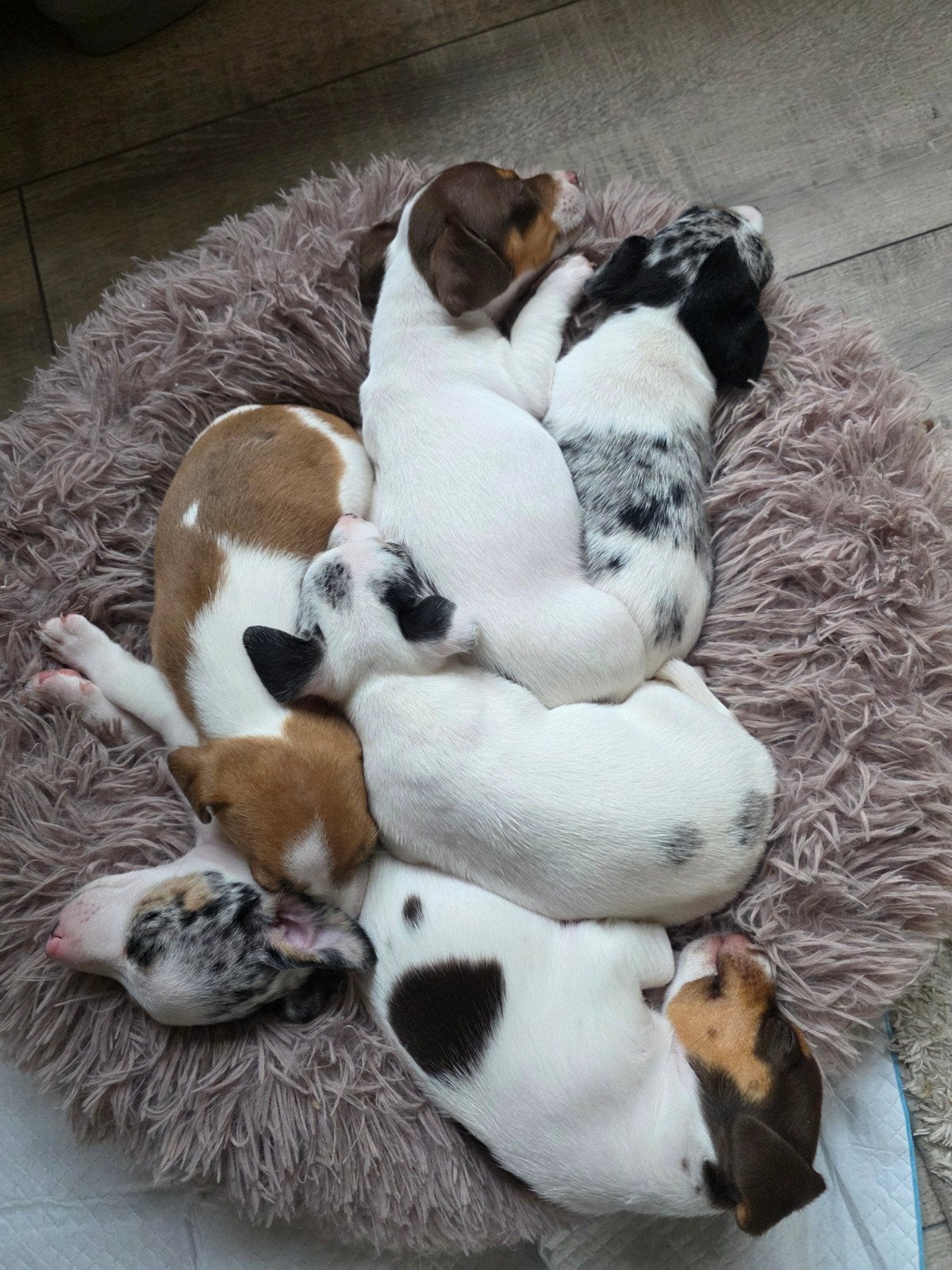 Mooie jack russel puppy's., Dieren en Toebehoren, Jack Russell Terriër, 8 tot 15 weken, Meerdere, Meerdere dieren
