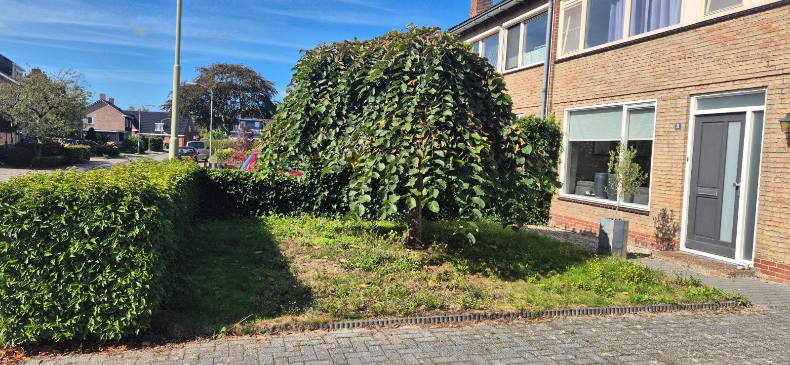 mooie treur iep
