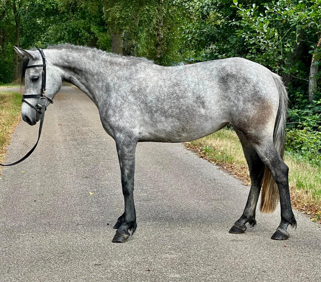 Mooie Connemara D-pony !, Dieren en Toebehoren, Pony's, Merrie, D pony (1.37m tot 1.48m), Met stamboom, 3 tot 6 jaar