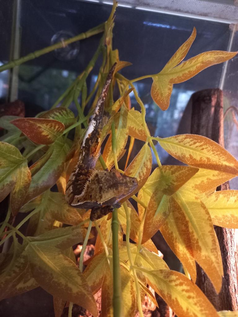 Wimpergekko, Ophalen, De Waterlelie, Info@De-Waterlelie.nl, 7547 AJ