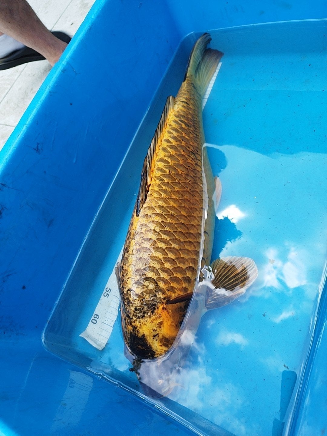 Prachtige  bronze ghost  Koi 70 cm – Wegens verhuizing, Dieren en Toebehoren, Karper of Koi