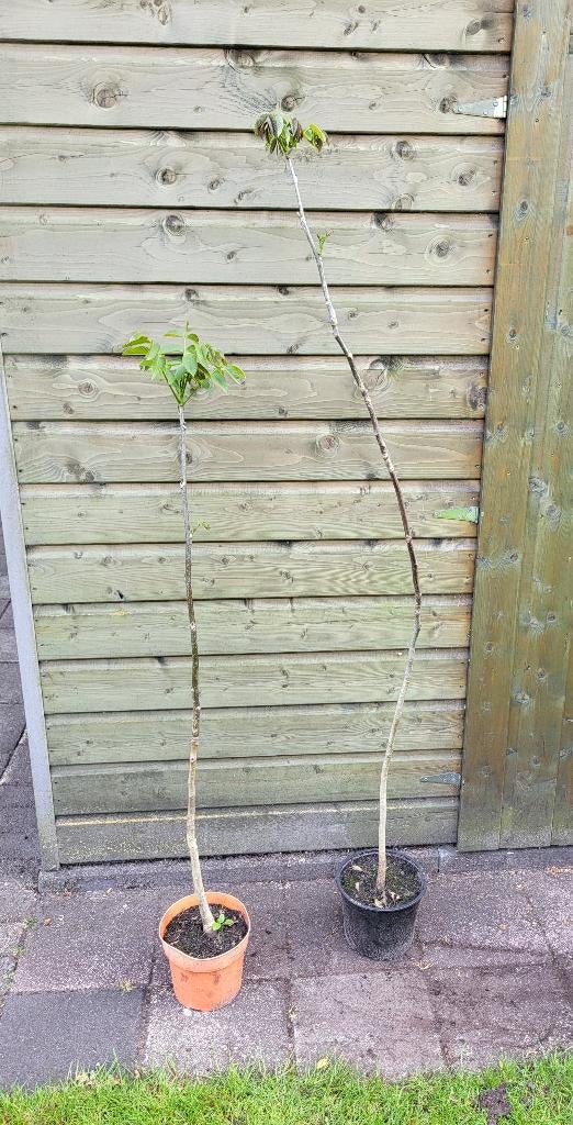 Walnotenboom, Ophalen, Volle zon, In pot, Walnotenboom