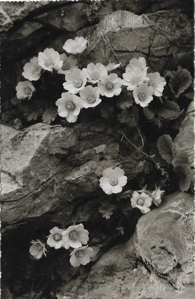 Ansichtkaart  	Nagelkruid	(Geum Reptans), Verzenden, 1960 tot 1980, Ongelopen, Natuur