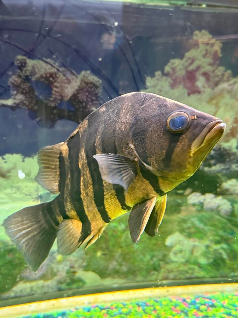 Tijgervis, Dieren en Toebehoren, Vissen | Aquariumvissen, Vis
