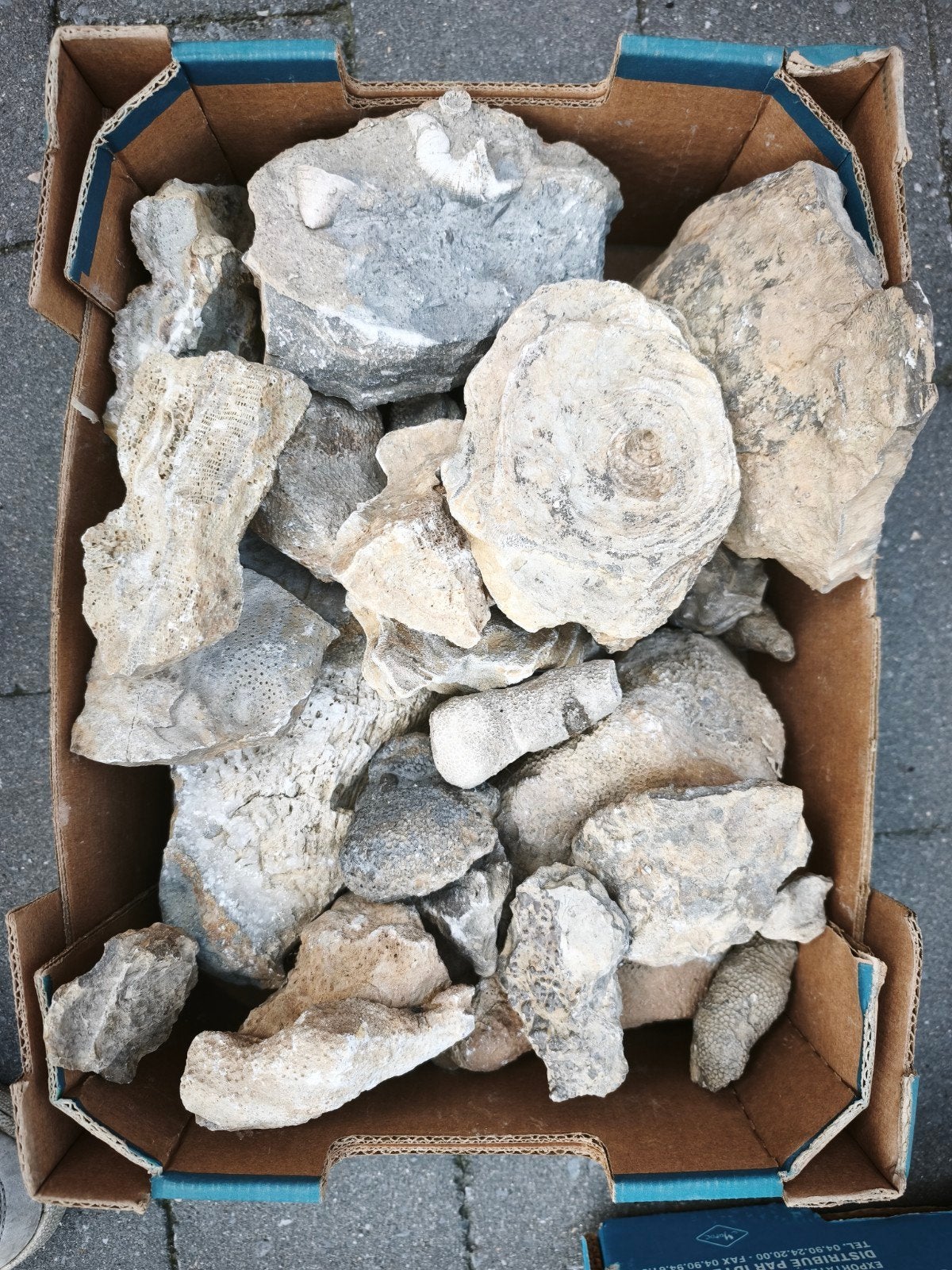 30kg Fossielen uit Weinsheim, Eifel, Duitsland, Ophalen, Fossiel