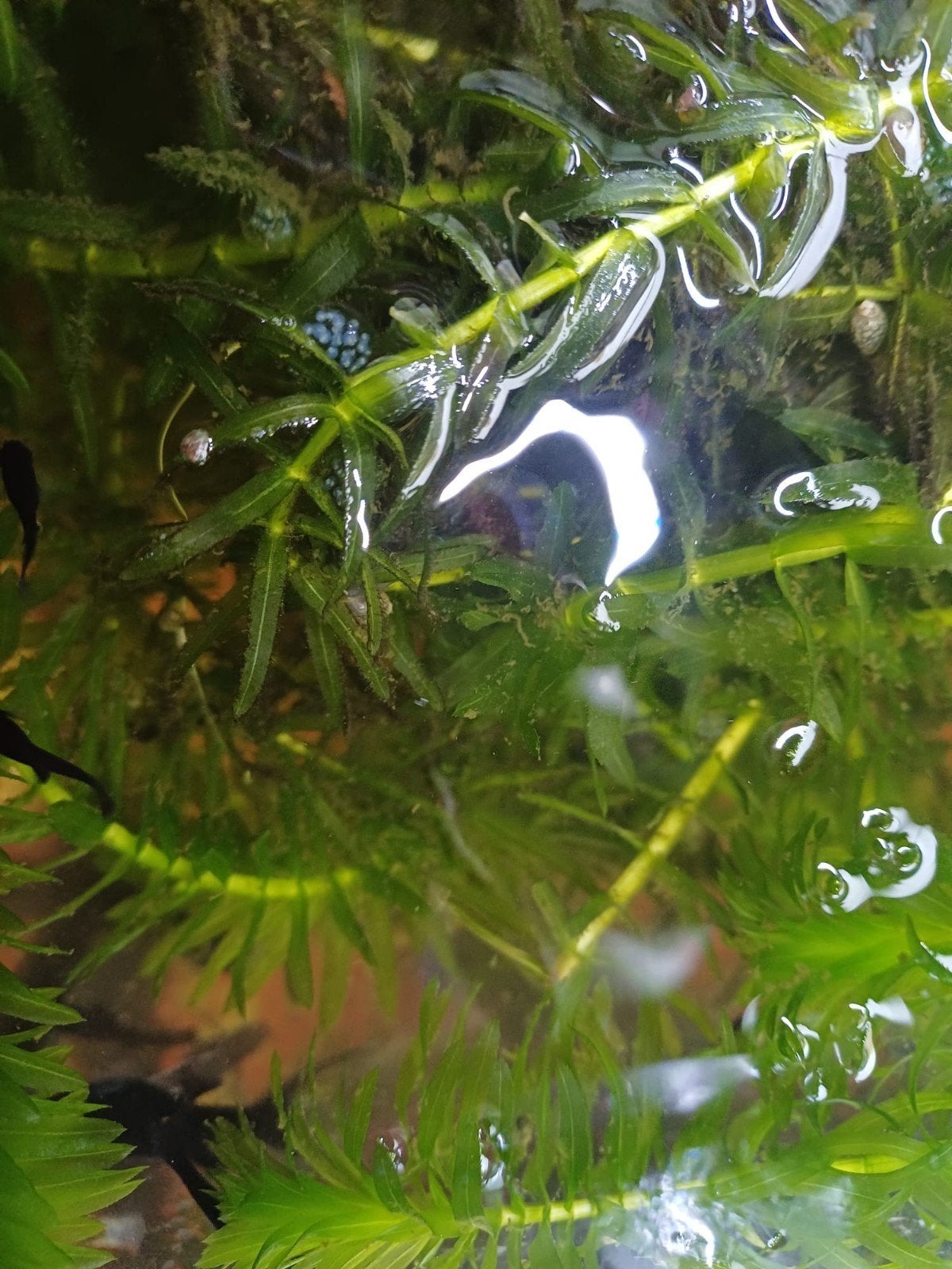 black molly's, Dieren en Toebehoren, Vis