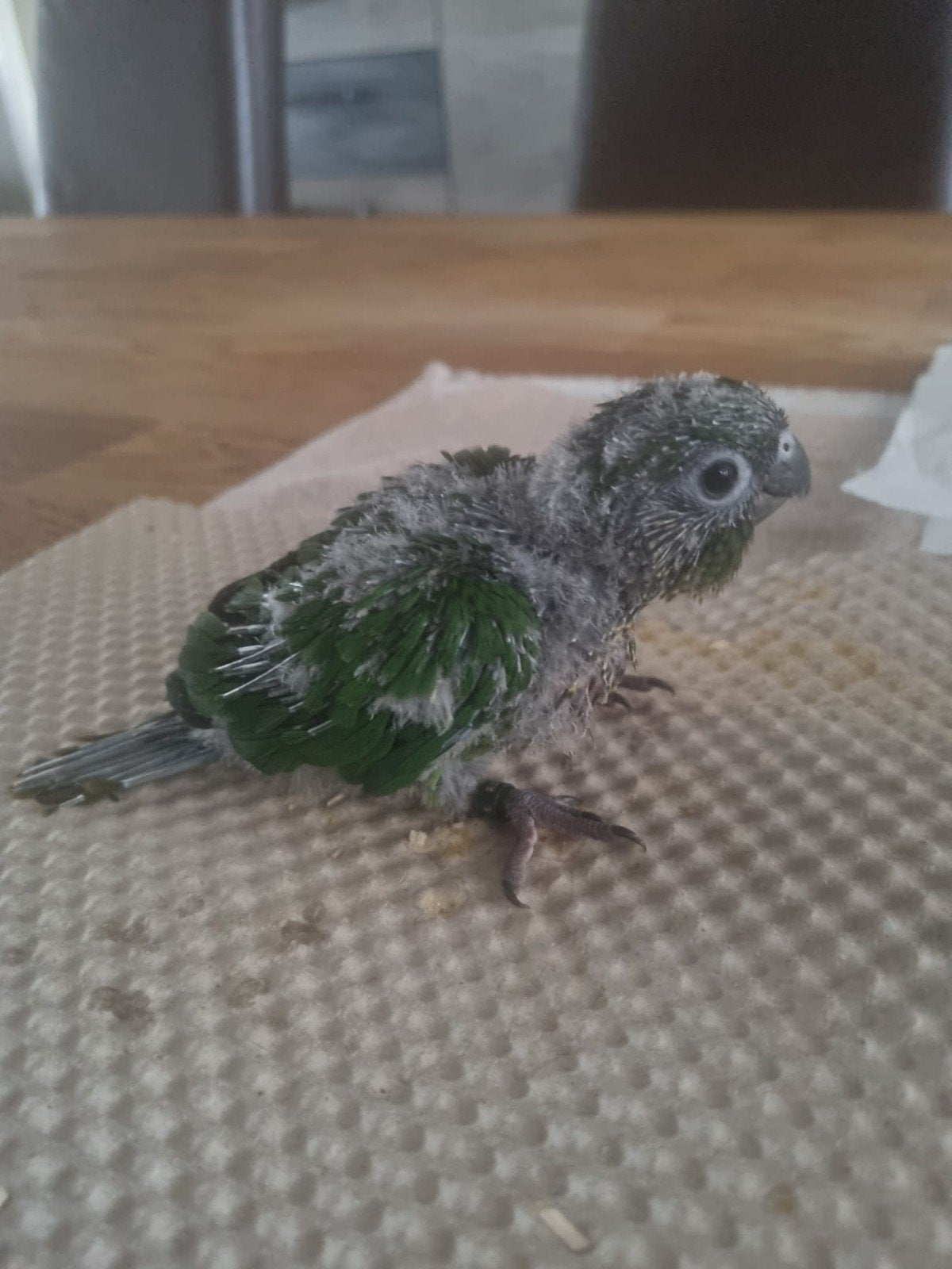 Pyrrhura, Geslacht onbekend, Parkiet