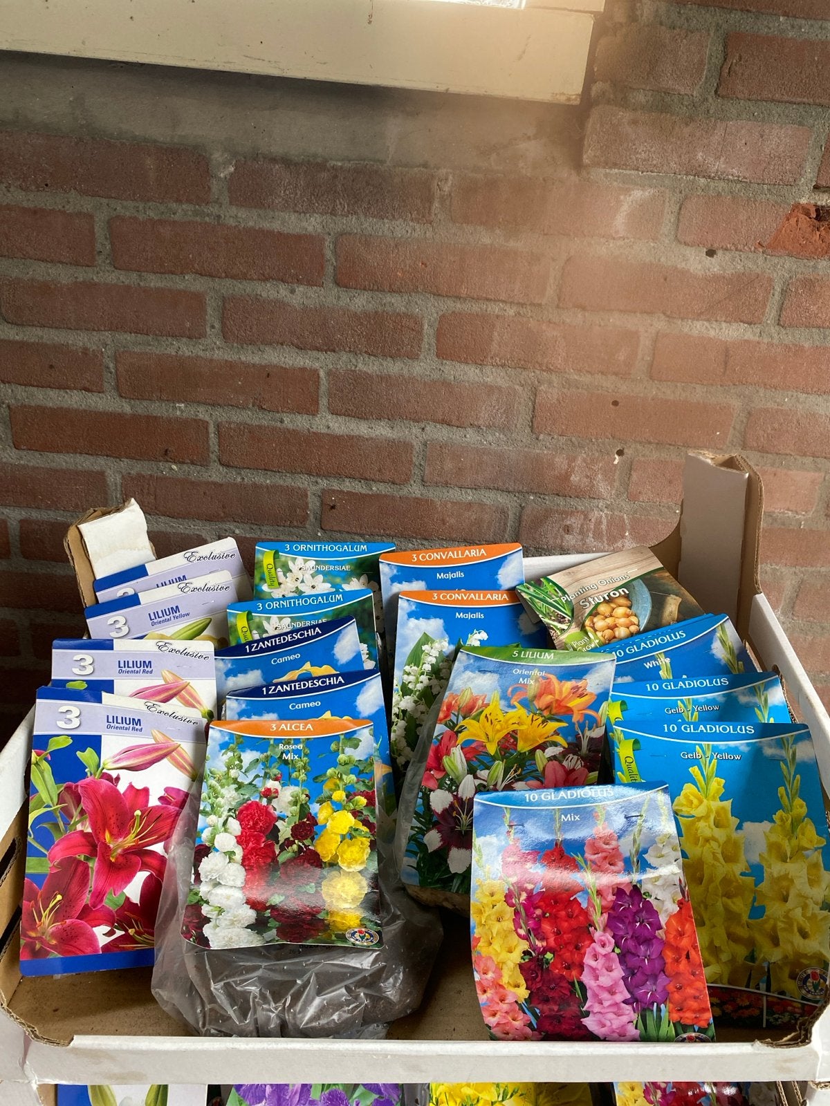 Grote partij diverse bloembollen (100+ stuks), Ophalen of Verzenden, Gehele jaar, Volle zon, Bloembol