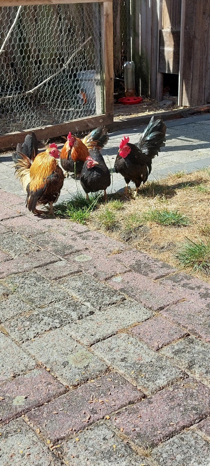 2 serama hennen en 3 serama hanen, Dieren en Toebehoren, Pluimvee, Meerdere dieren, Kip