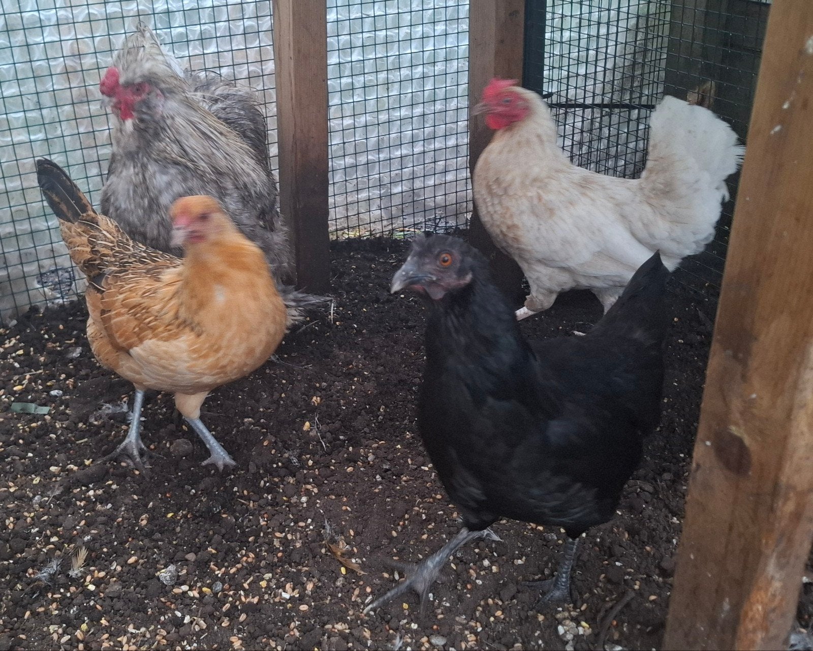 kippenopvang zoekt mooie plek voor 3 hennen van vorig jaar!, Dieren en Toebehoren, Pluimvee, Vrouwelijk, Kip