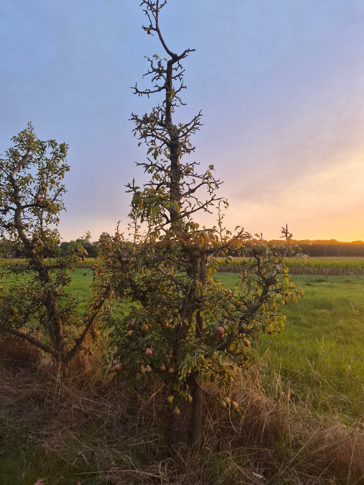 Gieser Wildeman bomen, Ophalen, Volle zon, Overige soorten, 250 tot 400 cm