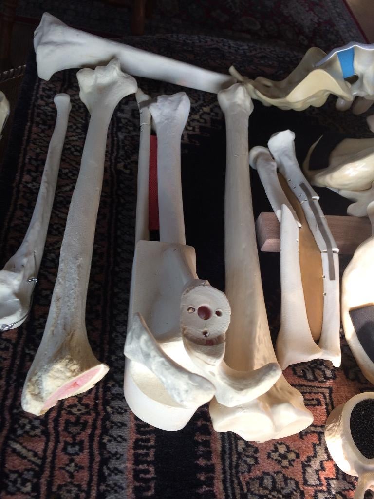 skelet mens  kunststof medische instrumenten   skelet delen, Ophalen of Verzenden, Gebruikt