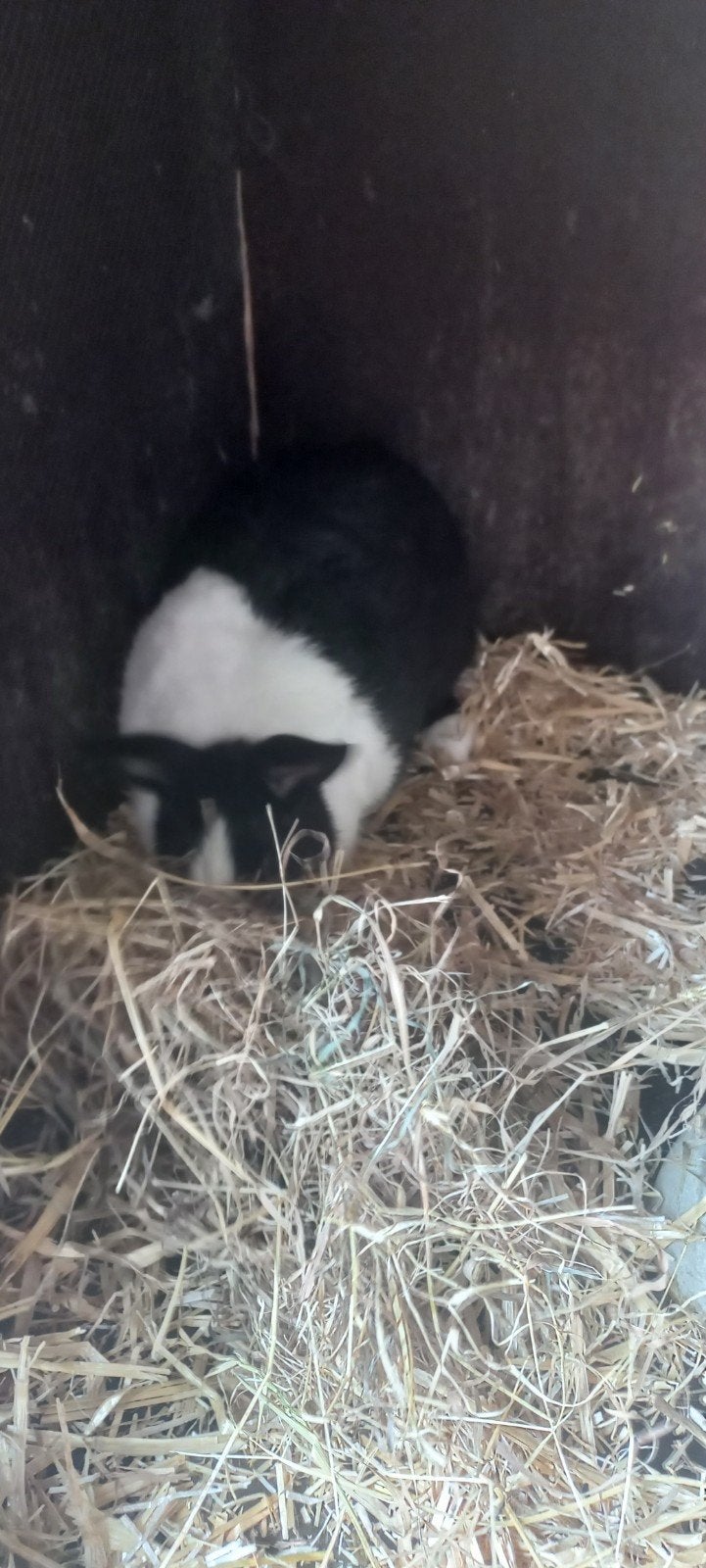 Hollander dwerg konijn, Dieren en Toebehoren, Vrouwelijk, Dwerg