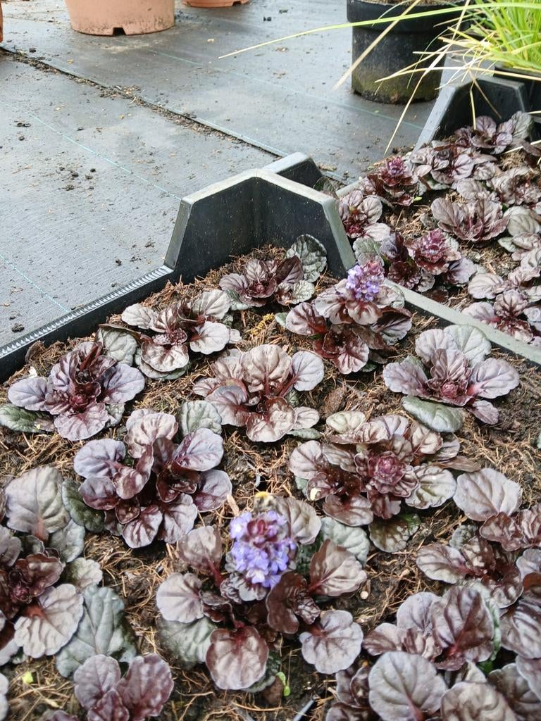 Ajuga black scallop Bodembedekker met paarse bloemen, Tuin en Terras, Planten | Tuinplanten, Ophalen of Verzenden