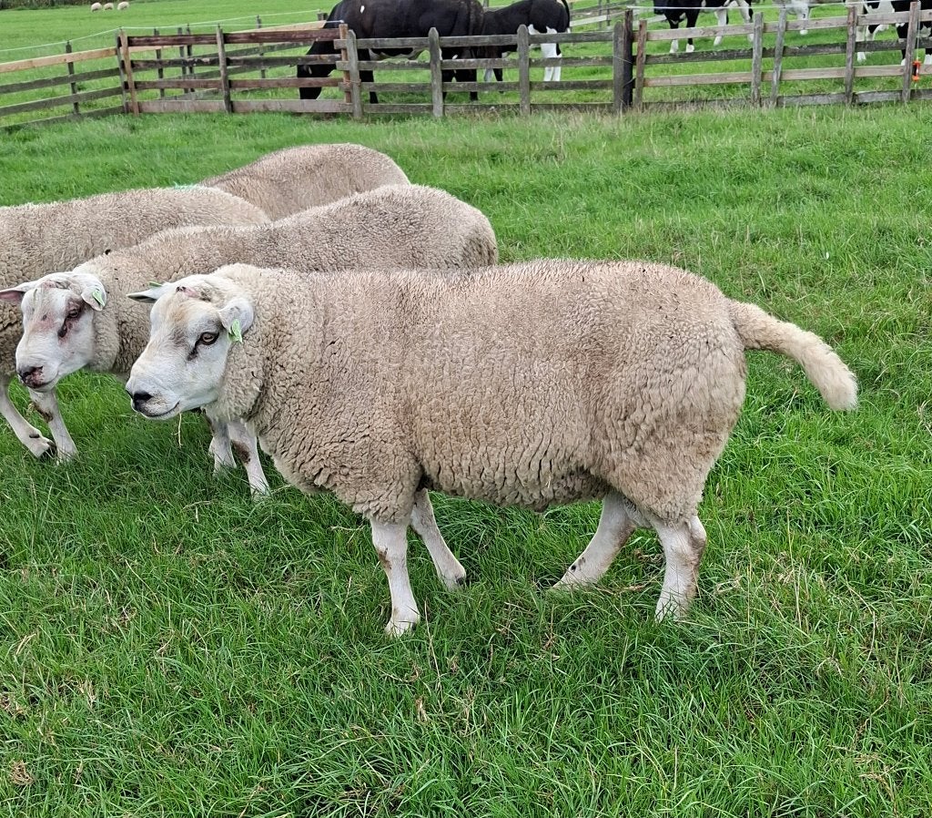 Overjarige dekrammen, zwoegervrij, Mannelijk, Schaap, 0 tot 2 jaar