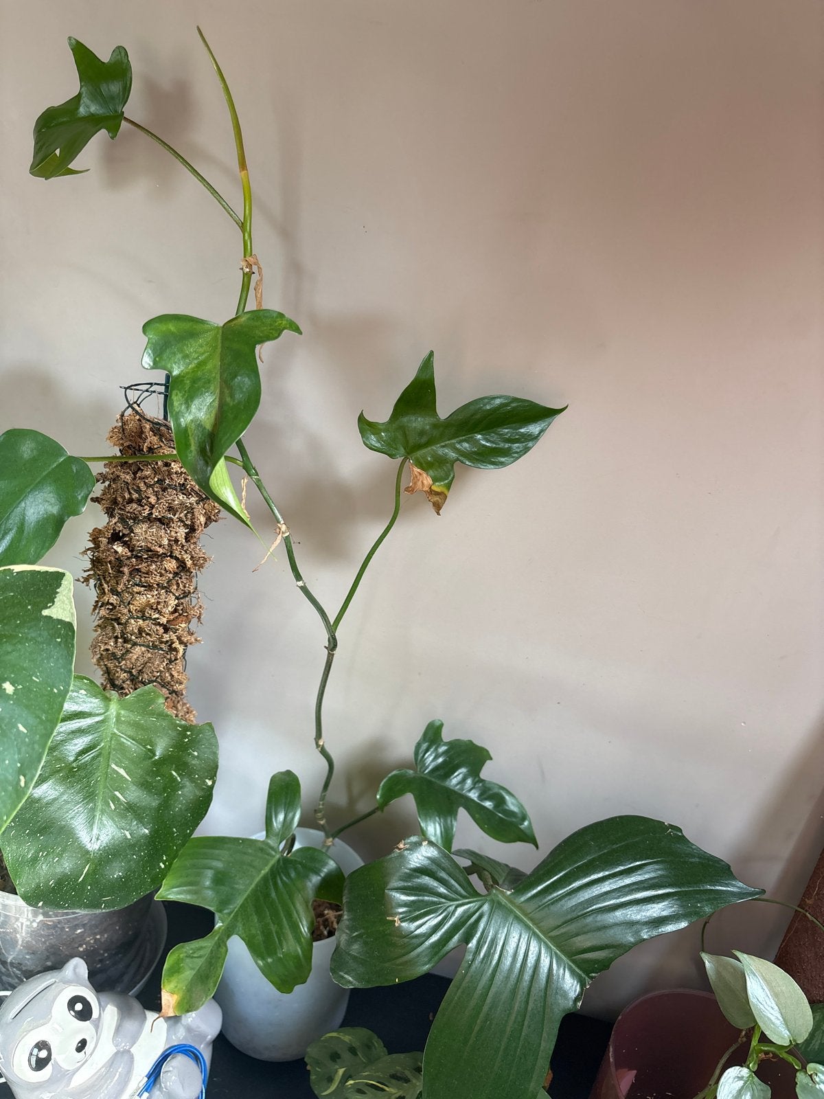 Philodendron pedatum in sphagnum mos, Ophalen, Vaste plant, Bloeit niet, Halfschaduw