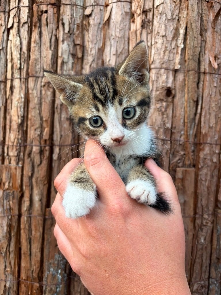 Kitten te koop, Dieren en Toebehoren, Katten en Kittens | Overige Katten, Kater, Kortharig, 0 tot 2 jaar