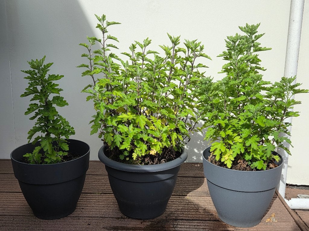 3x Vaste Tuinchrysant in ronde buitenpot – Winterhard!, Vaste plant, Halfschaduw, Herfst, Ophalen