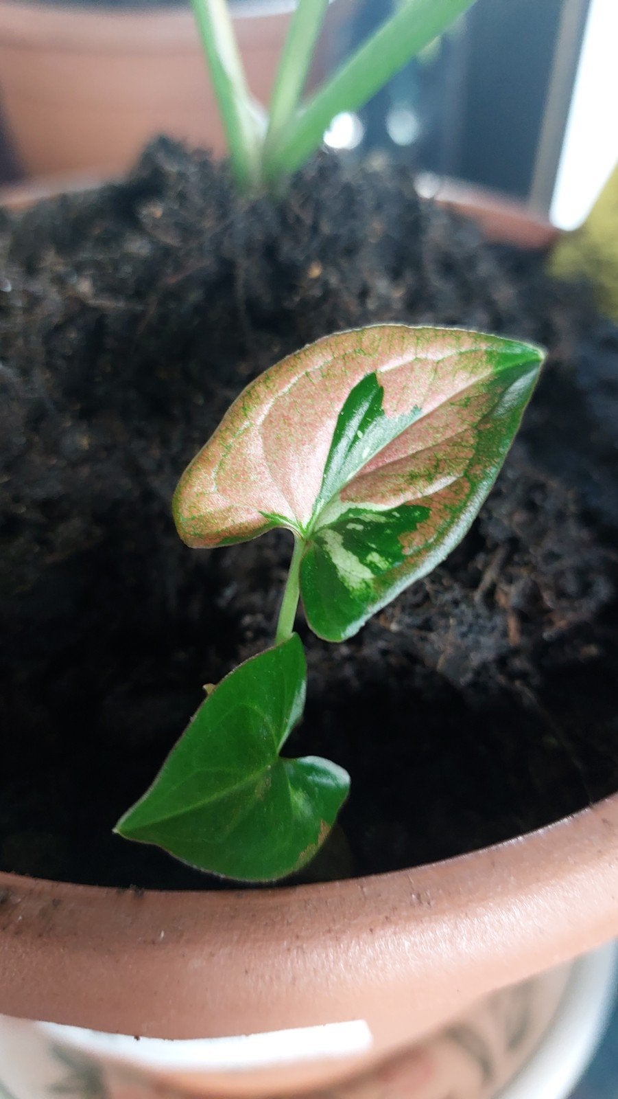 syngonium tricolor, Ophalen of Verzenden