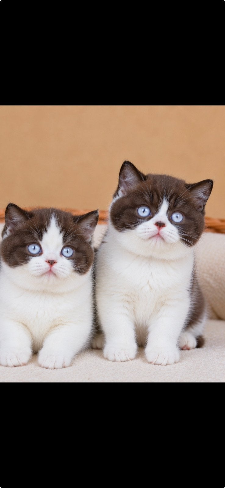 Unieke Britse met blauwe ogen, exclusieve chocolate bicolor, Kater, Met stamboom, 0 tot 2 jaar