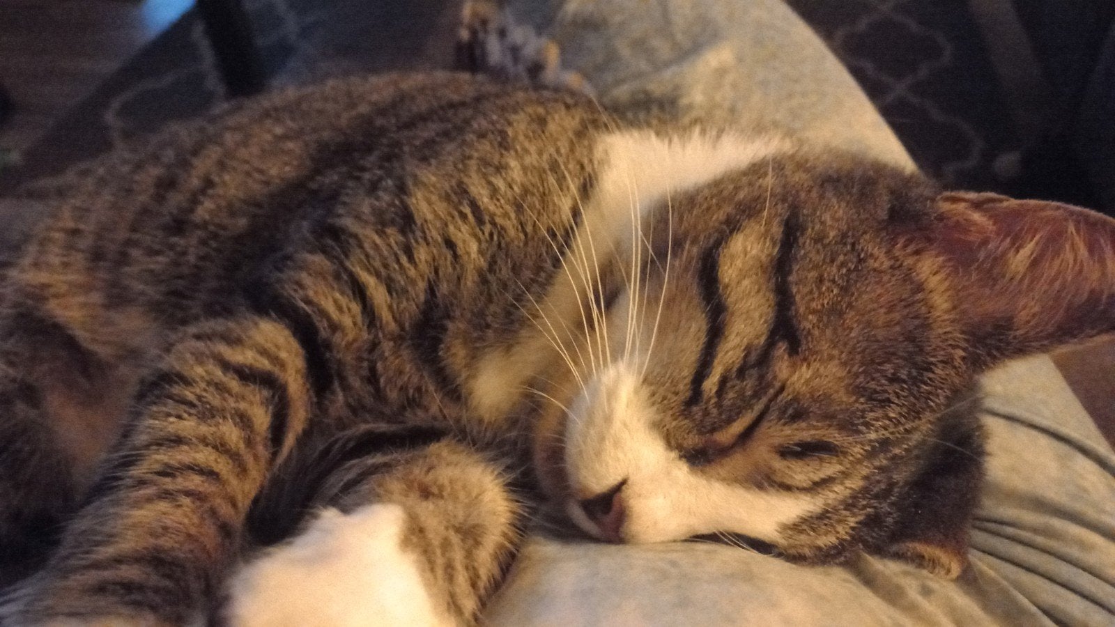 Lief energiek Grieks katertje zoekt nieuw huisje, Dieren en Toebehoren, Kater, 0 tot 2 jaar