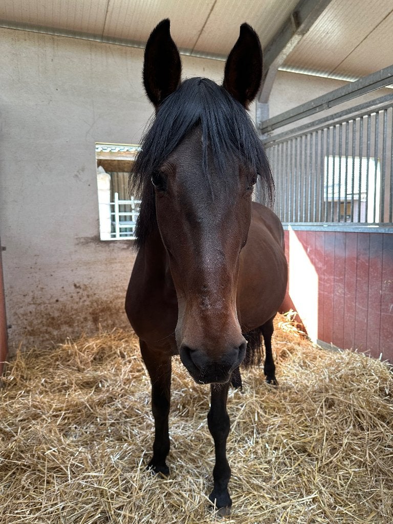 Lief weidemaatje aangeboden, Dieren en Toebehoren, Paarden, Minder dan 160 cm, Niet van toepassing, 11 jaar of ouder, Recreatiepaard