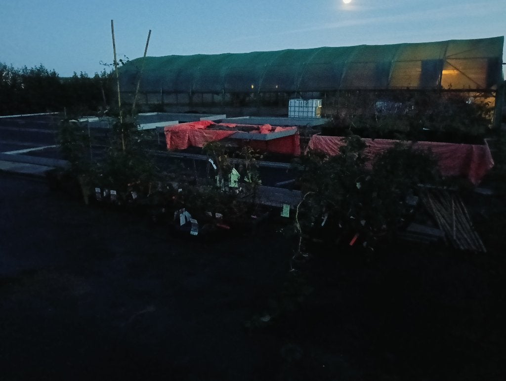 Eetbaar plantgoed waarmee ik terug ben gekomen van de markt, Tuin en Terras, Ophalen, Minder dan 100 cm, Lente, Overige soorten