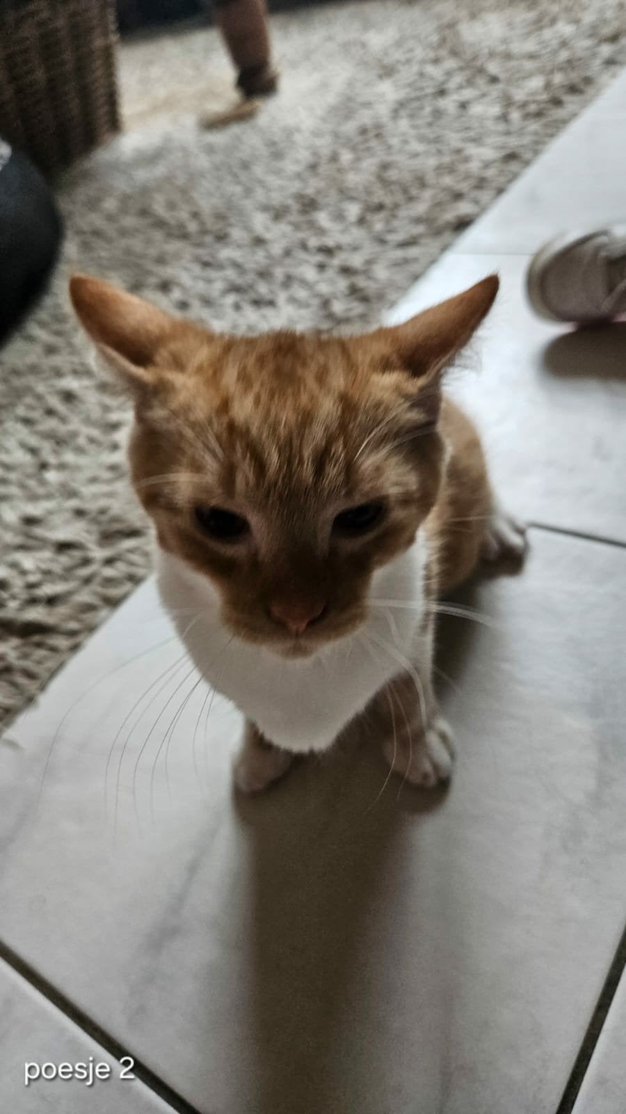 Kittens, Meerdere dieren