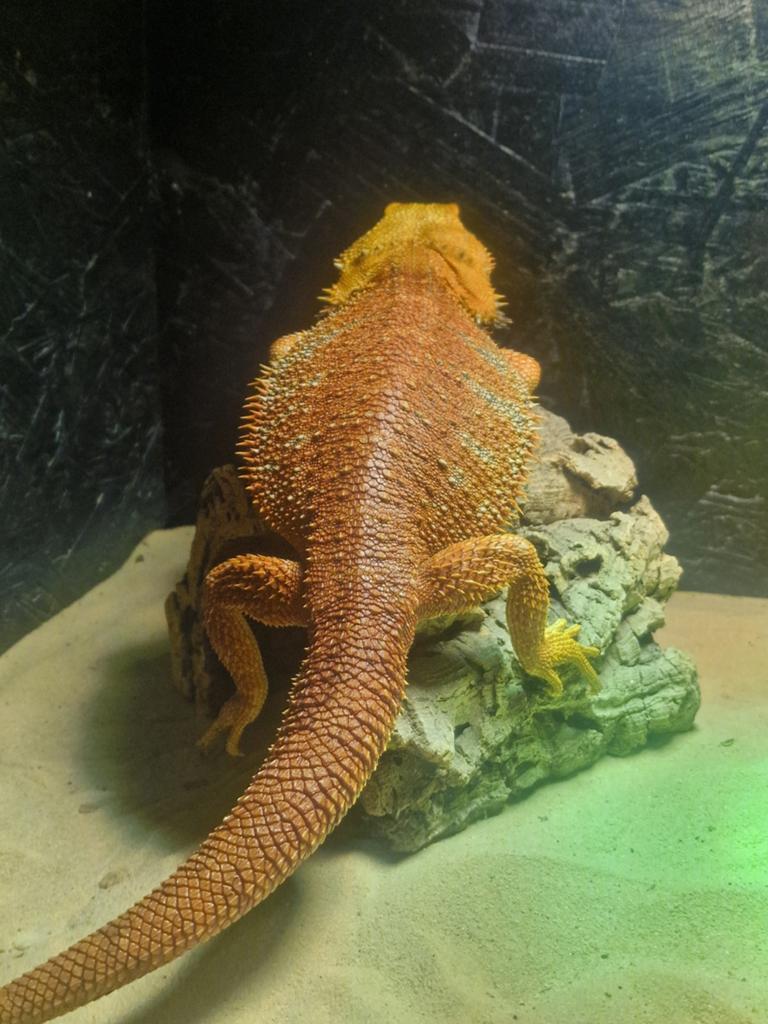 Te koop: Baardagaam man 75% red monter het trans het hypo Bearded Dragon - male for sale from henkjan van leeuwen