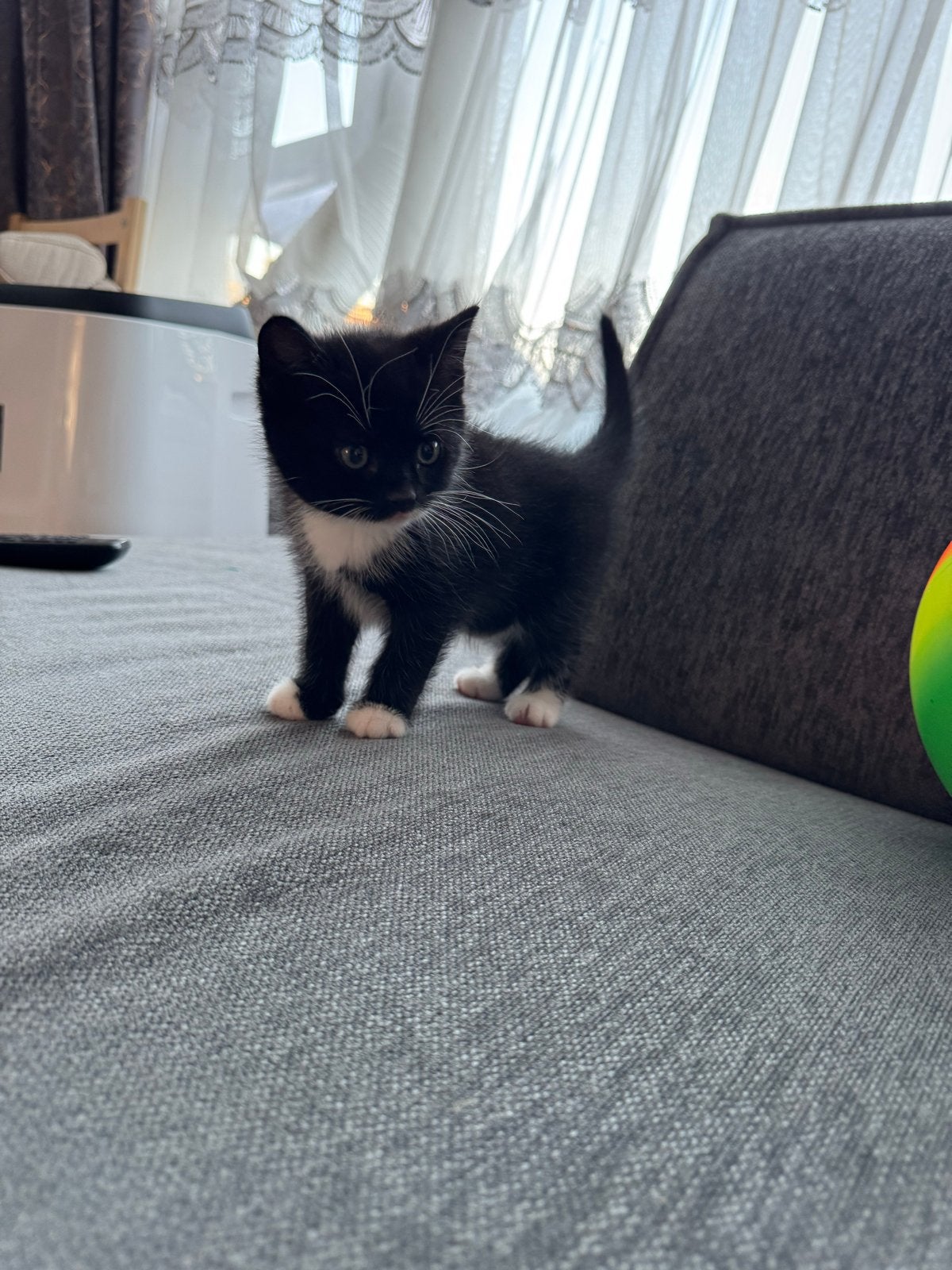 Brietskorthaar Kitten, Dieren en Toebehoren, Katten en Kittens | Raskatten | Korthaar, Poes
