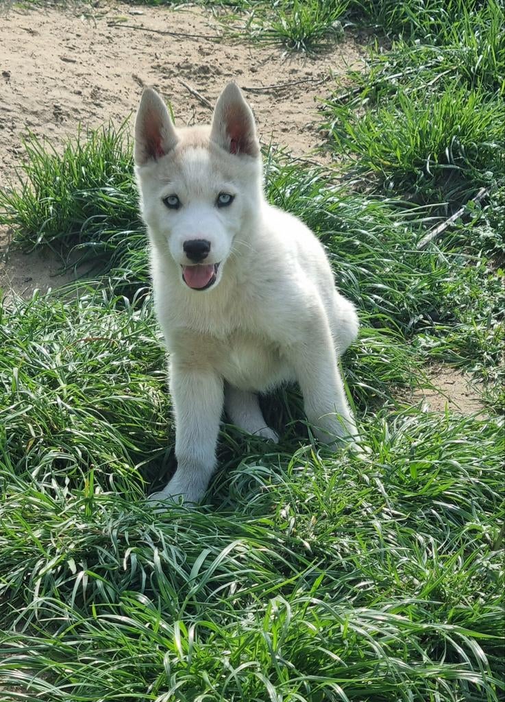 De allerschattigste Husky puppies teefjes Belgisch Limb, België, Fokker | Hobbymatig, 8 tot 15 weken, Poolhond