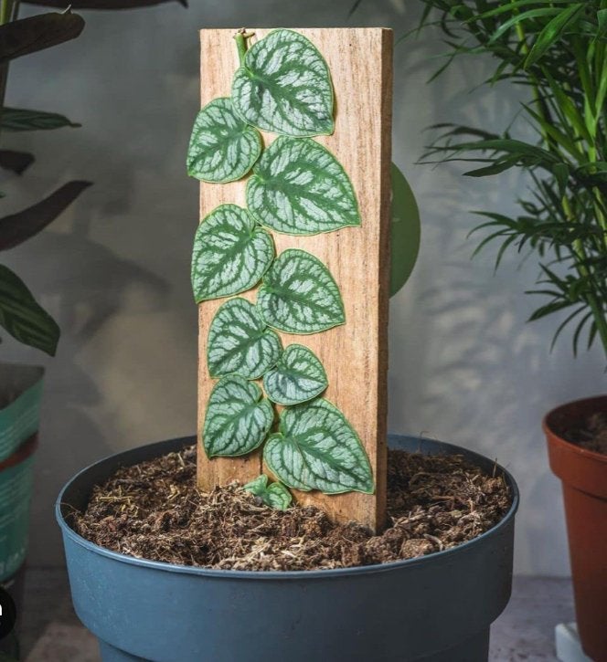Monstera Dubia Bladstekken - Prachtige Klimplant, Ophalen of Verzenden, Halfschaduw, Minder dan 100 cm